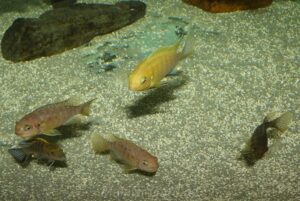 Tropheops macrophthalmus 'Kirondo'